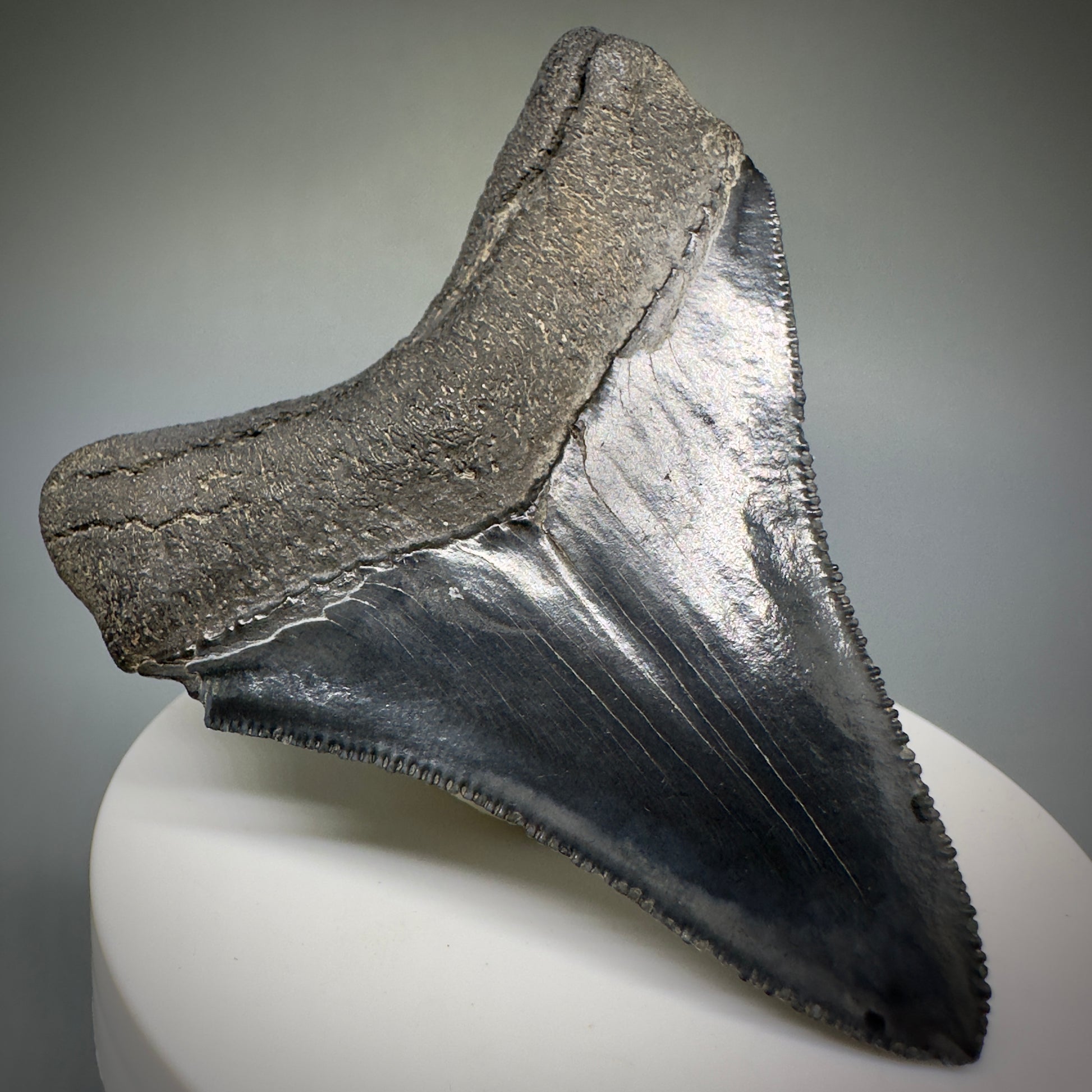 Colorful, serrated 2.83" Fossil Megalodon Shark Tooth from Georgia CM5229 - Back Left