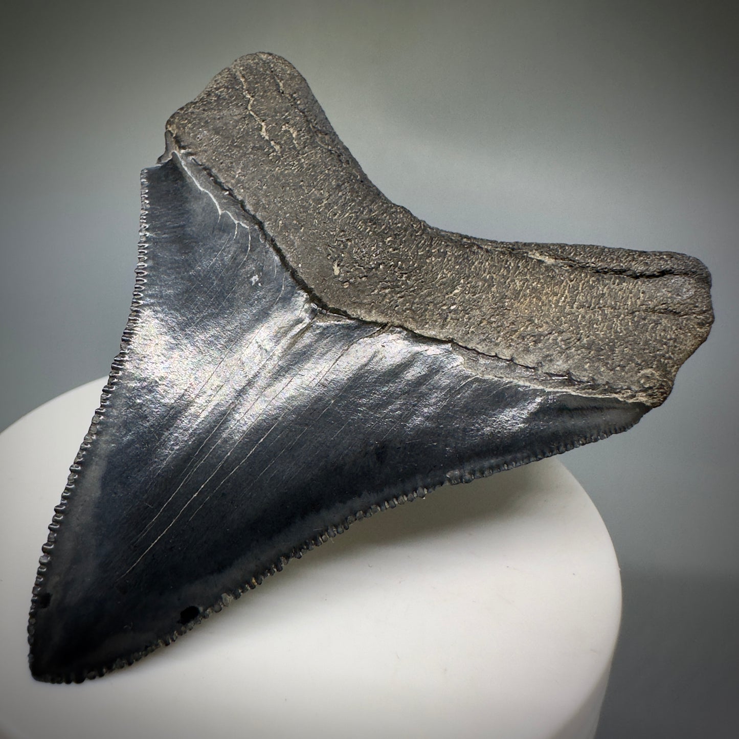 Colorful, serrated 2.83" Fossil Megalodon Shark Tooth from Georgia CM5229 - Back Right