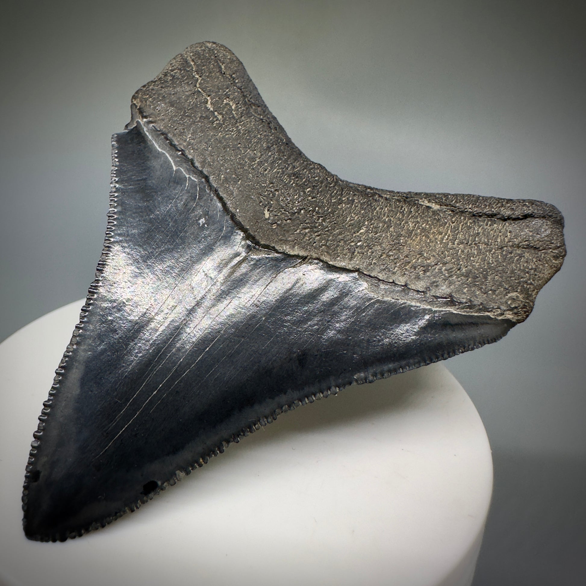 Colorful, serrated 2.83" Fossil Megalodon Shark Tooth from Georgia CM5229 - Back Right