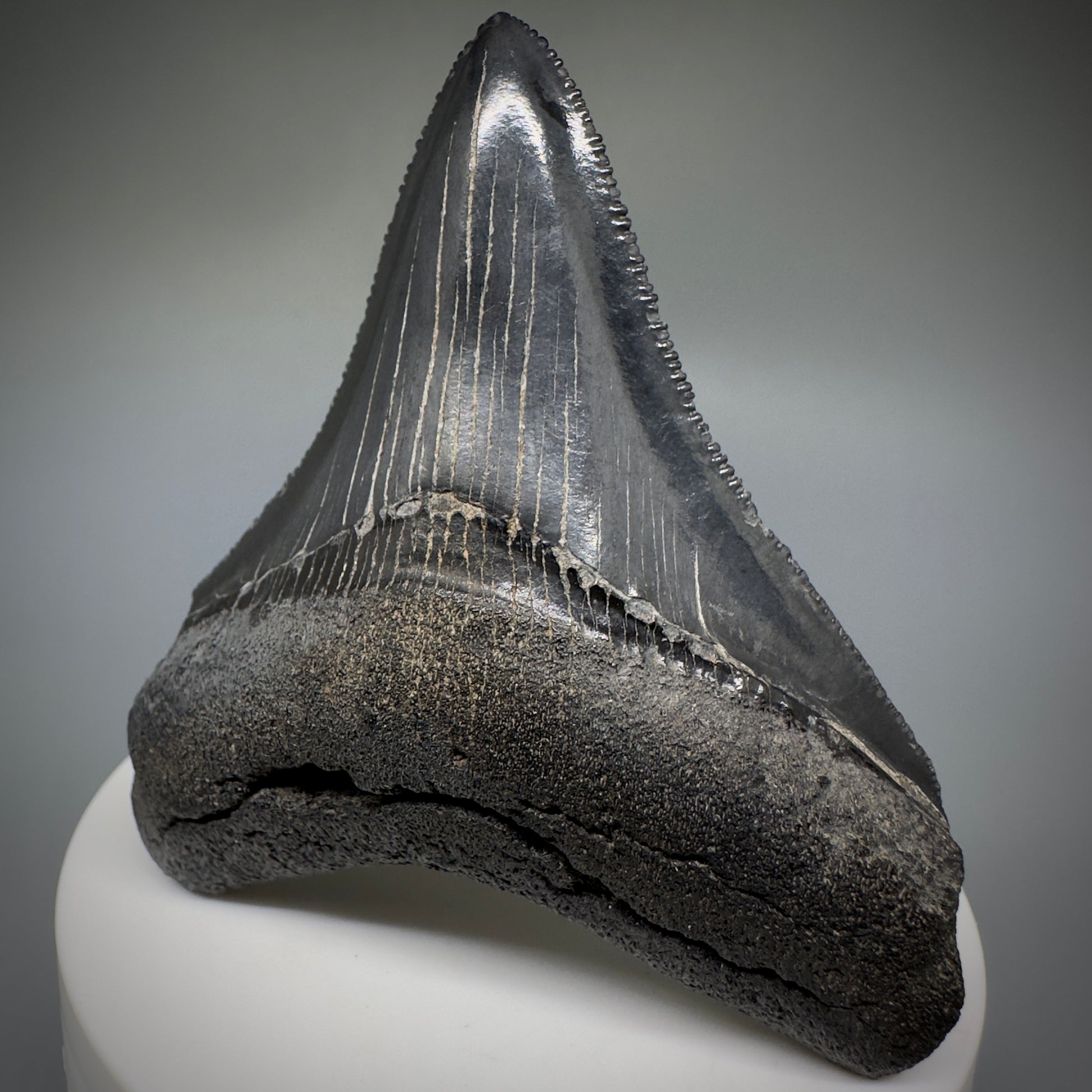 Colorful, serrated 2.83" Fossil Megalodon Shark Tooth from Georgia CM5229 - Front1