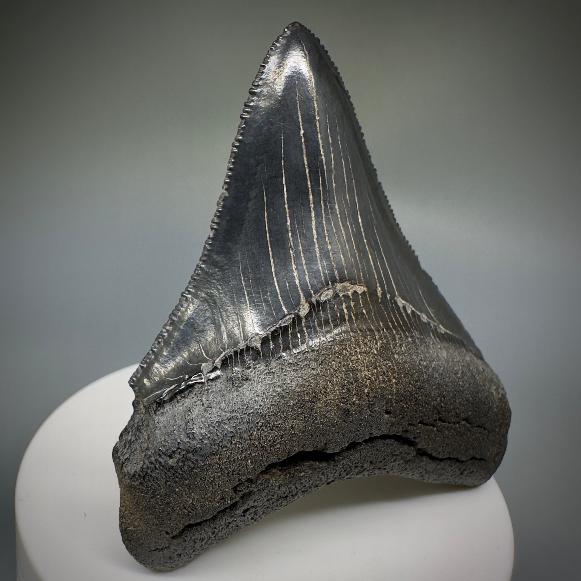 Colorful, serrated 2.83" Fossil Megalodon Shark Tooth from Georgia CM5229 - Front2
