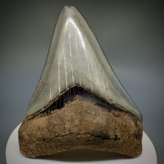 Colorful, serrated 2.79" Fossil Megalodon Shark Tooth from Georgia CM5228 - Front