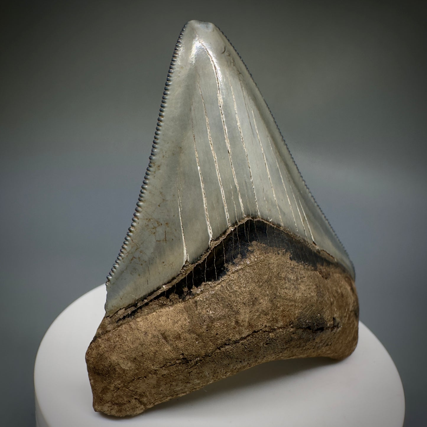 Colorful, serrated 2.79" Fossil Megalodon Shark Tooth from Georgia CM5228 - Front1