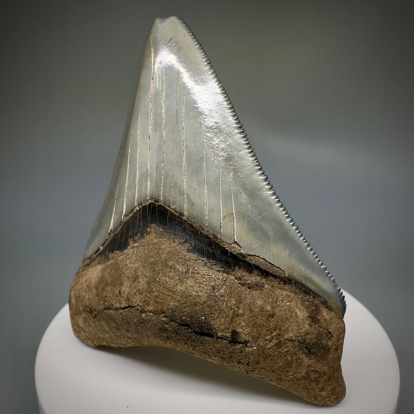 Colorful, serrated 2.79" Fossil Megalodon Shark Tooth from Georgia CM5228 - Front2