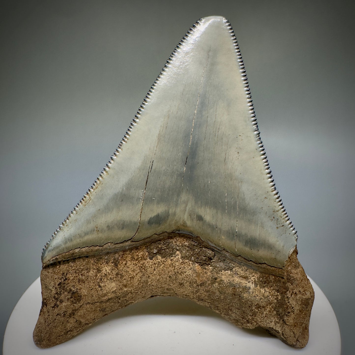 Colorful, serrated 2.79" Fossil Megalodon Shark Tooth from Georgia CM5228 - Back