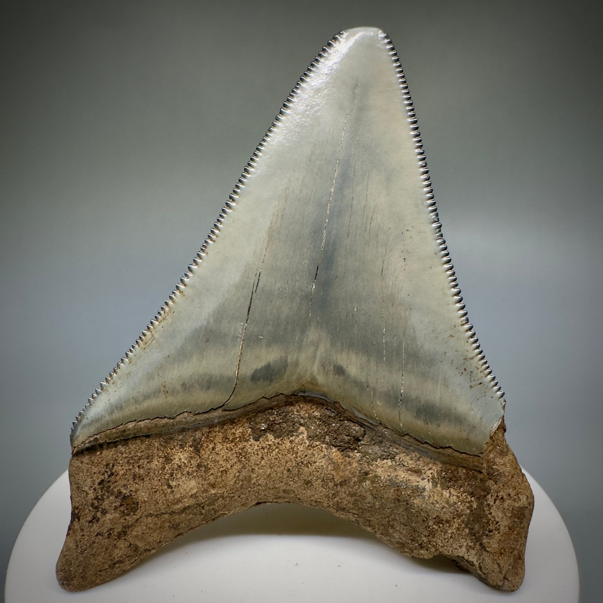 Colorful, serrated 2.79" Fossil Megalodon Shark Tooth from Georgia CM5228 - Back