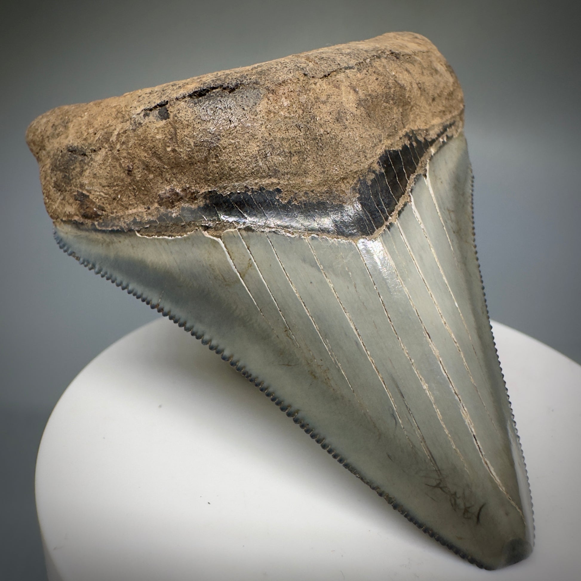 Colorful, serrated 2.79" Fossil Megalodon Shark Tooth from Georgia CM5228 - Front Left