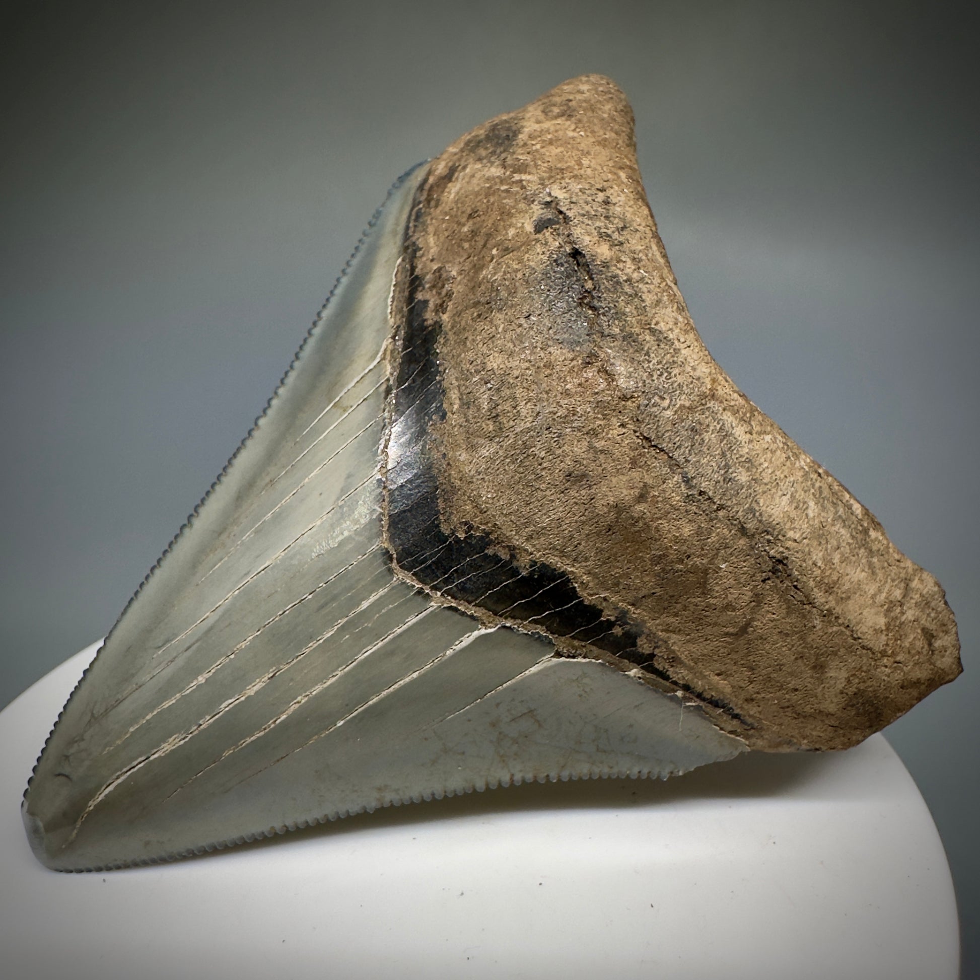Colorful, serrated 2.79" Fossil Megalodon Shark Tooth from Georgia CM5228 - Front Right
