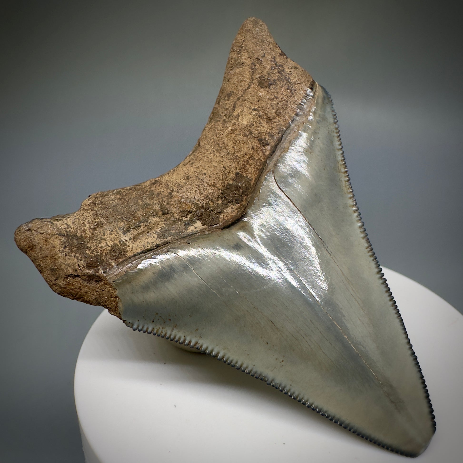 Colorful, serrated 2.79" Fossil Megalodon Shark Tooth from Georgia CM5228 - Back Left