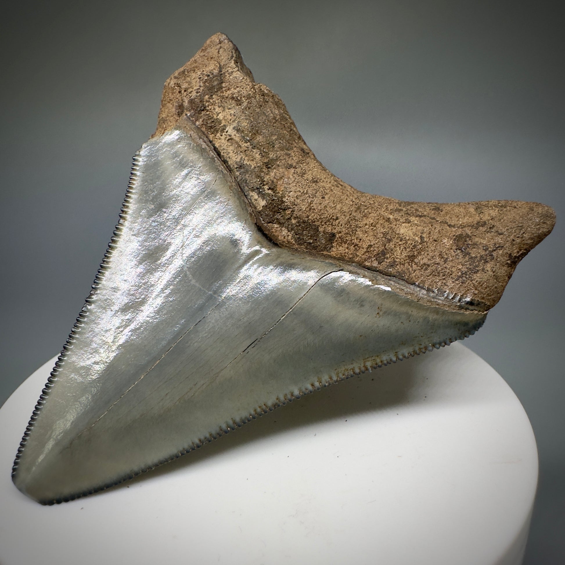 Colorful, serrated 2.79" Fossil Megalodon Shark Tooth from Georgia CM5228 - Back Right