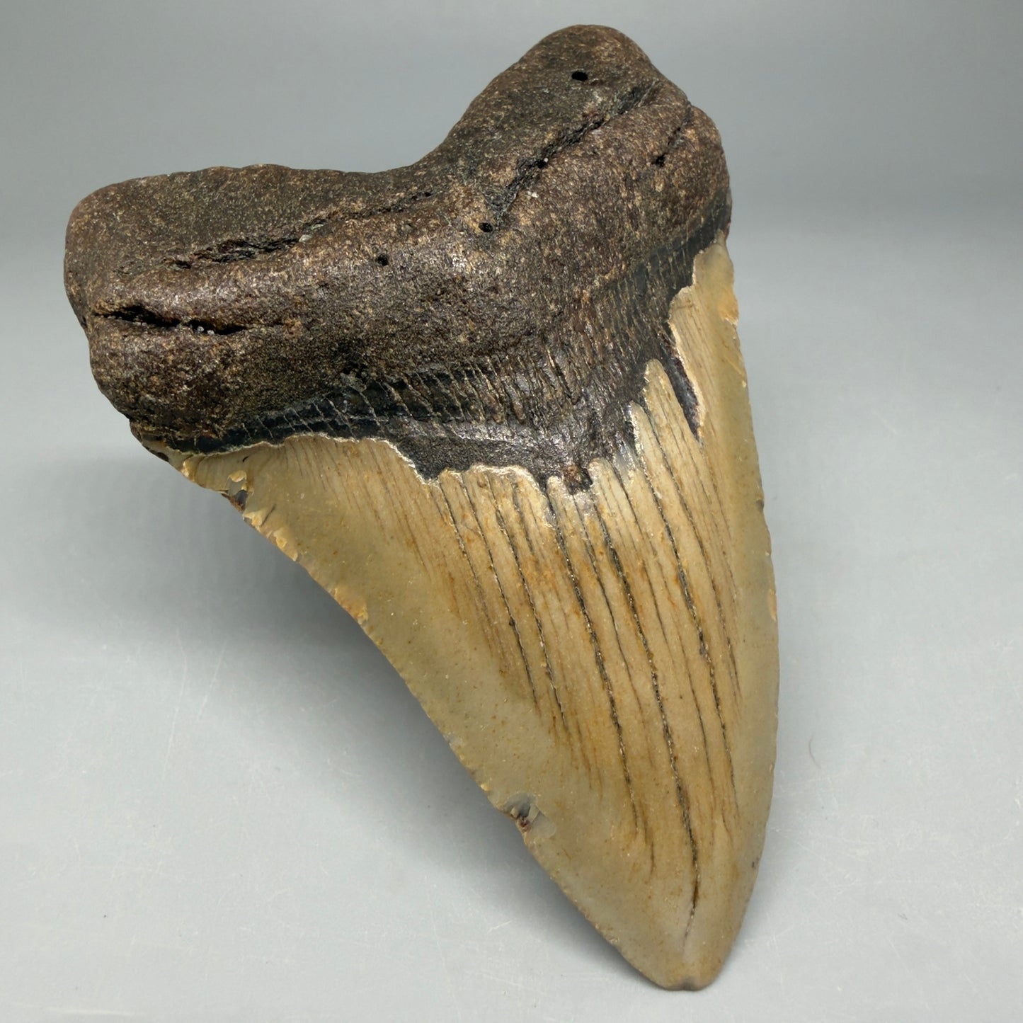 Front Left View Colorful 4.11" Authentic Megalodon Tooth – North Carolina Fossil | Carcharocles megalodon CM670