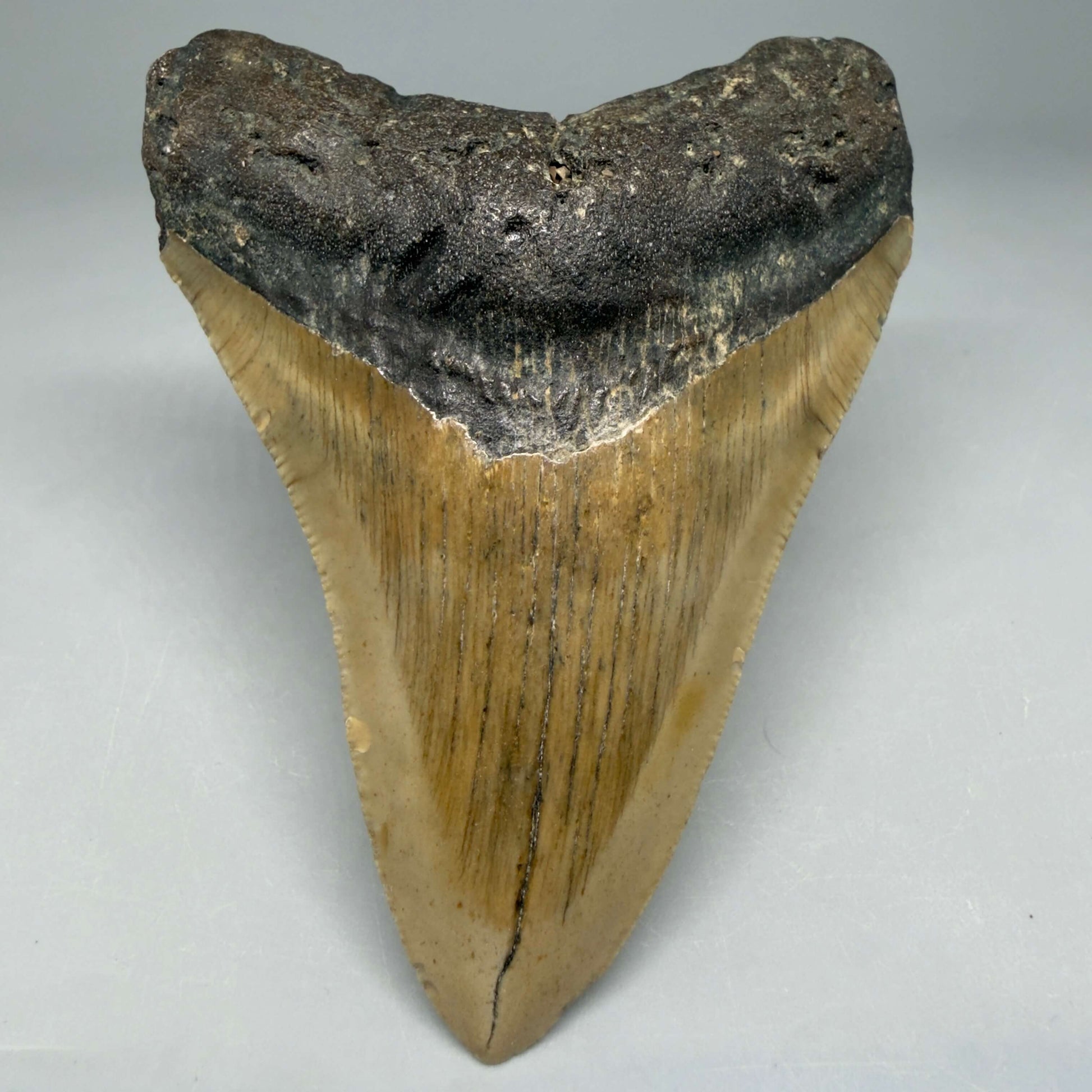 Front View Colorful 4.10" Authentic Megalodon Tooth – North Carolina Fossil | Carcharocles megalodon CM6469