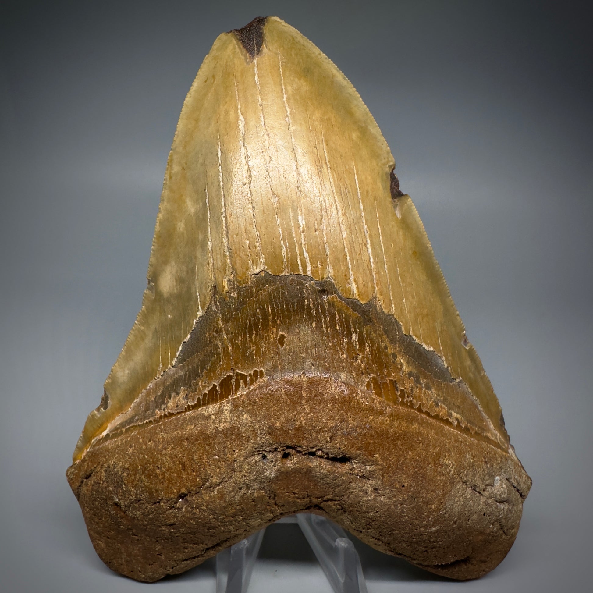 LARGE, colorful 5.93" Fossil Megalodon Tooth - Wilmington North Carolina CM5252 - Front