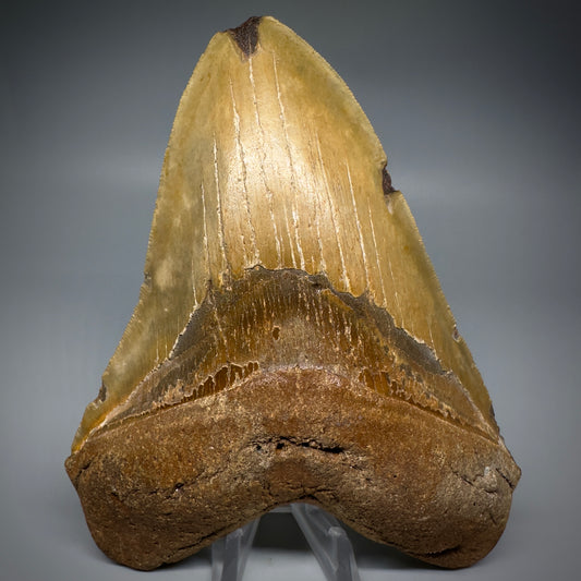LARGE, colorful 5.93" Fossil Megalodon Tooth - Wilmington North Carolina CM5252 - Front