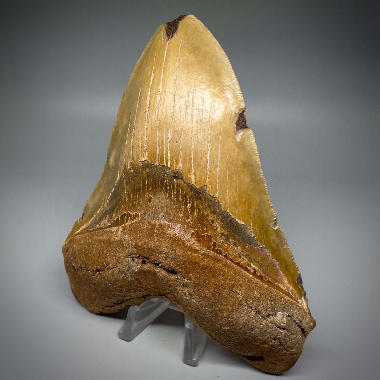 LARGE, colorful 5.93" Fossil Megalodon Tooth - Wilmington North Carolina CM5252 - Front2