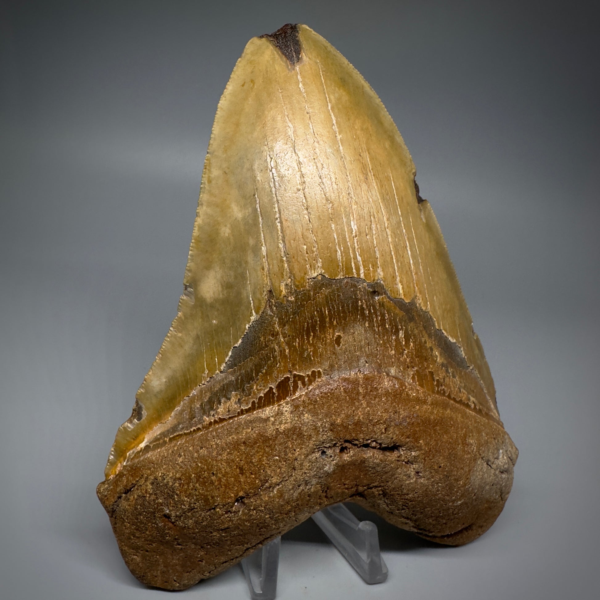 LARGE, colorful 5.93" Fossil Megalodon Tooth - Wilmington North Carolina CM5252 - Front3