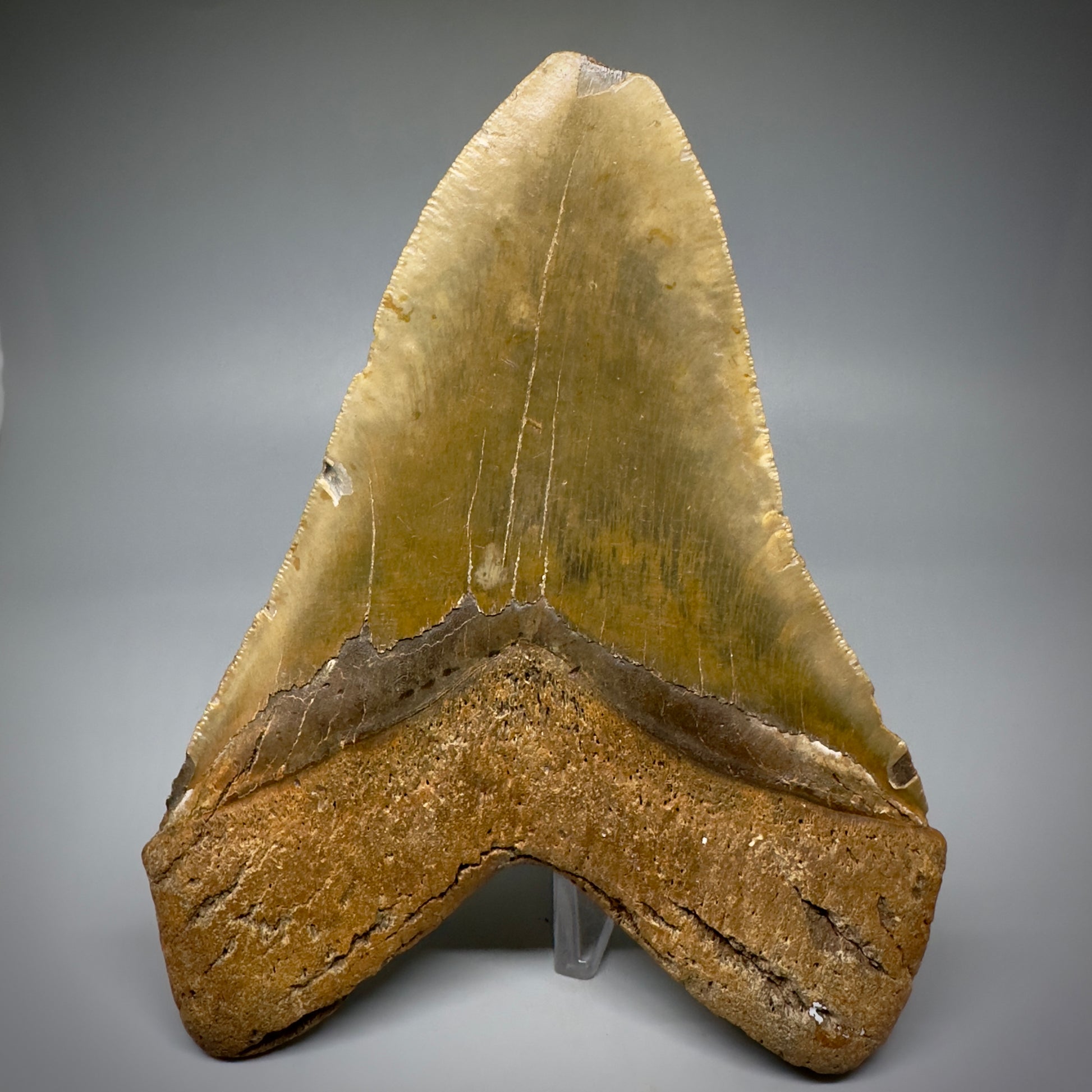 LARGE, colorful 5.93" Fossil Megalodon Tooth - Wilmington North Carolina CM5252 - Back