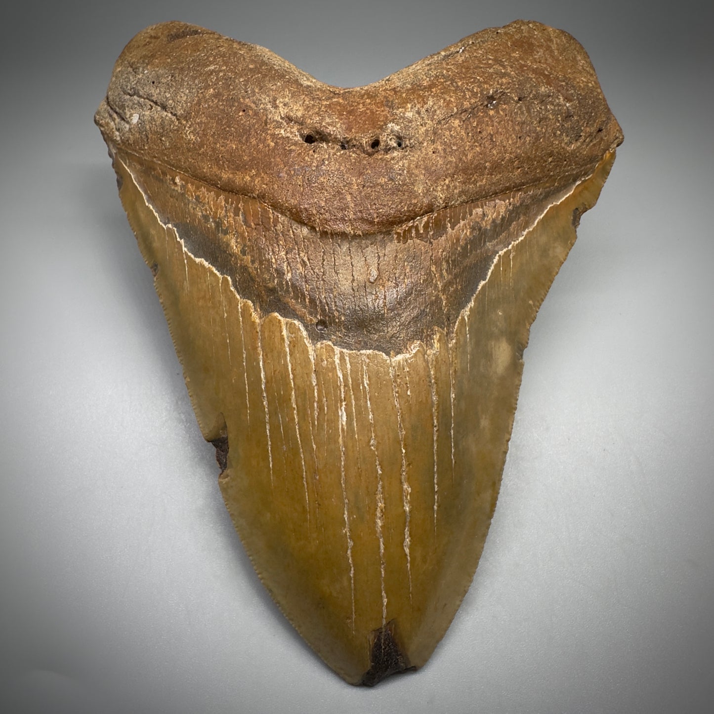 LARGE, colorful 5.93" Fossil Megalodon Tooth - Wilmington North Carolina CM5252 - Front1