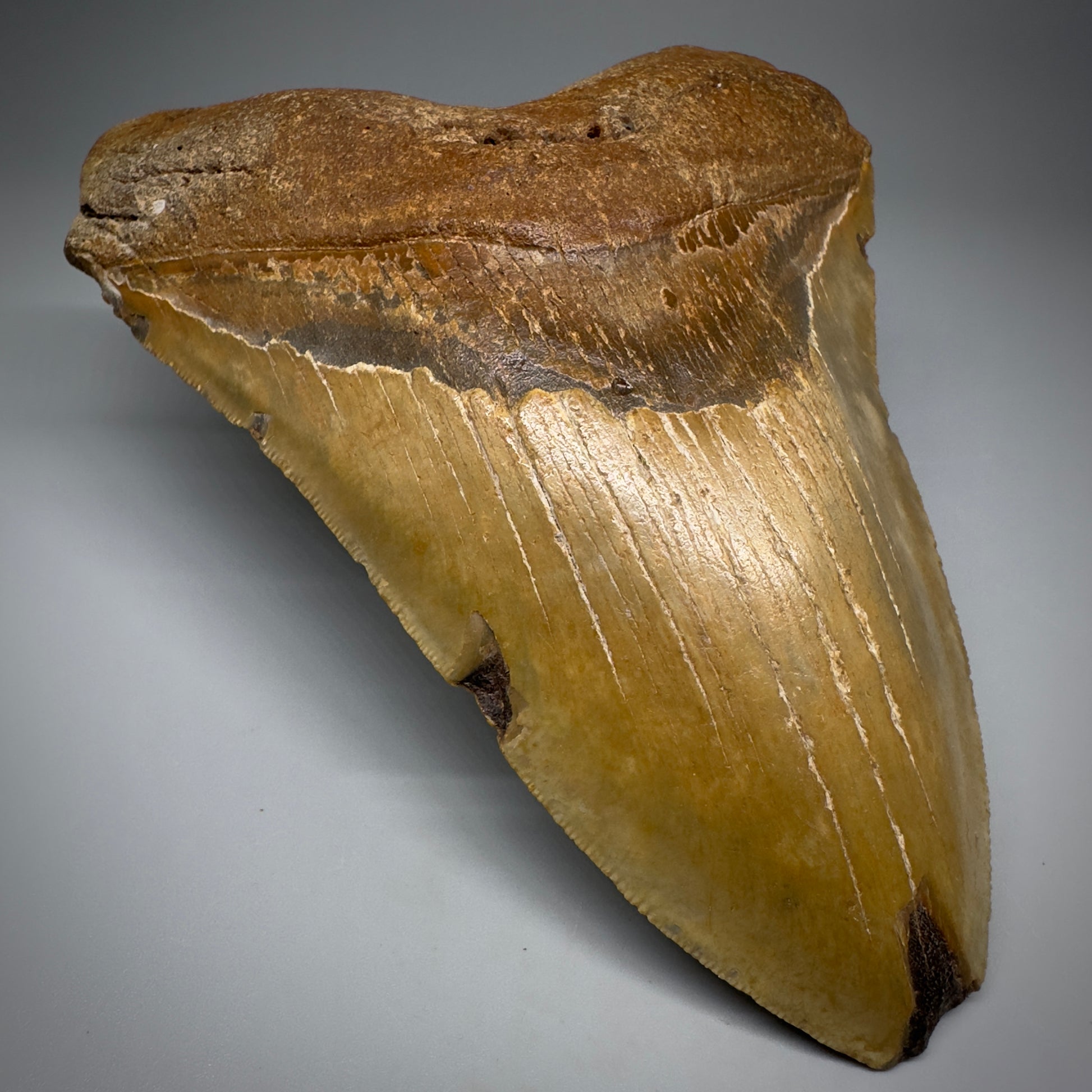 LARGE, colorful 5.93" Fossil Megalodon Tooth - Wilmington North Carolina CM5252 - Front Left