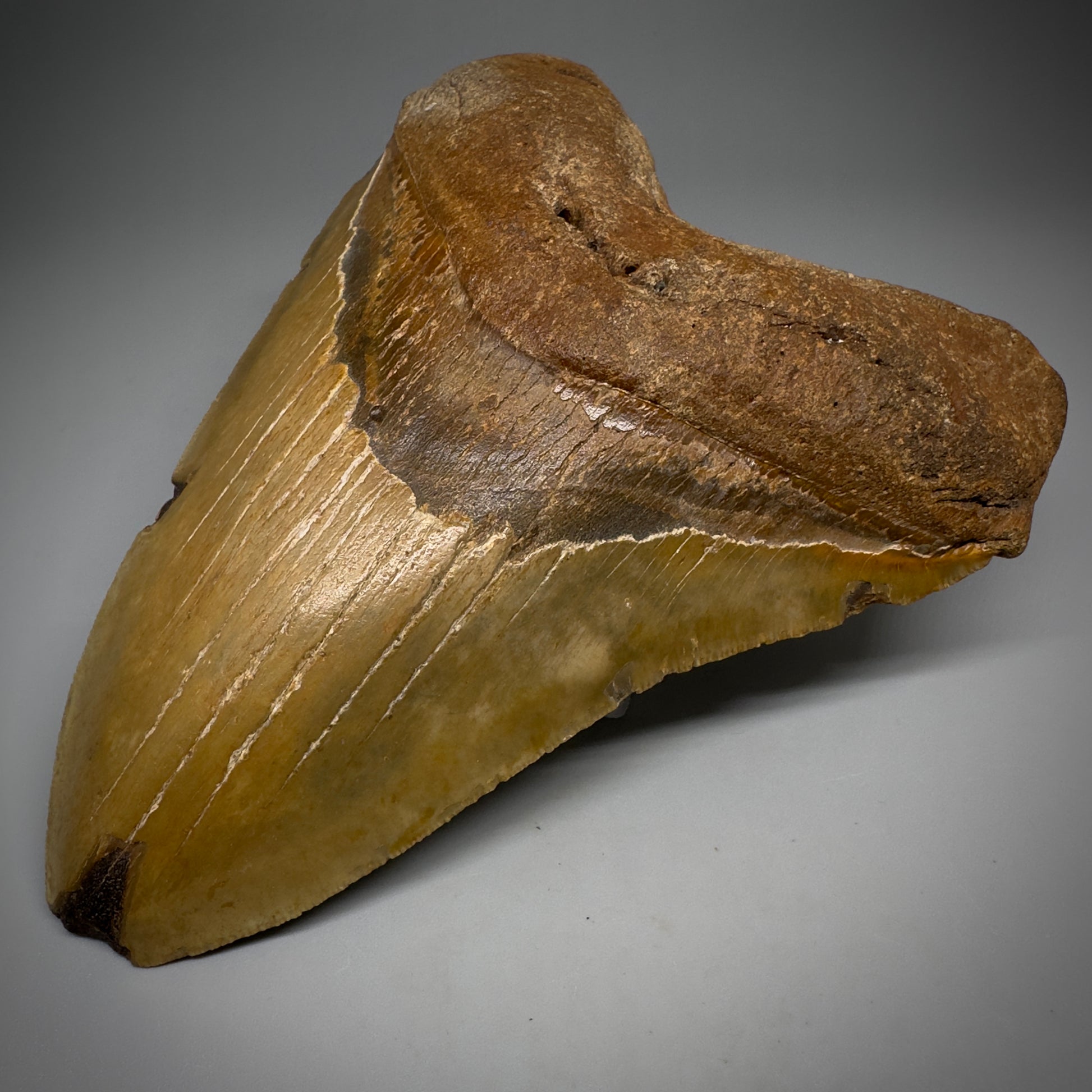 LARGE, colorful 5.93" Fossil Megalodon Tooth - Wilmington North Carolina CM5252 - Front Right