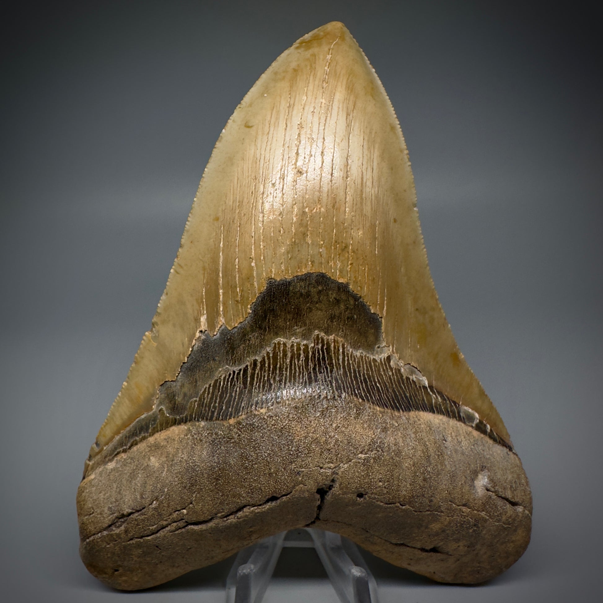 LARGE, serrated 5.84" Fossil Megalodon Tooth - Wilmington North Carolina CM5251 - Front