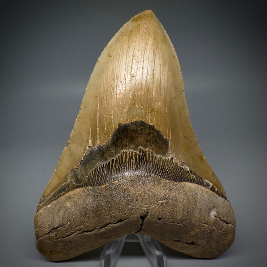 LARGE, serrated 5.84" Fossil Megalodon Tooth - Wilmington North Carolina CM5251 - Front