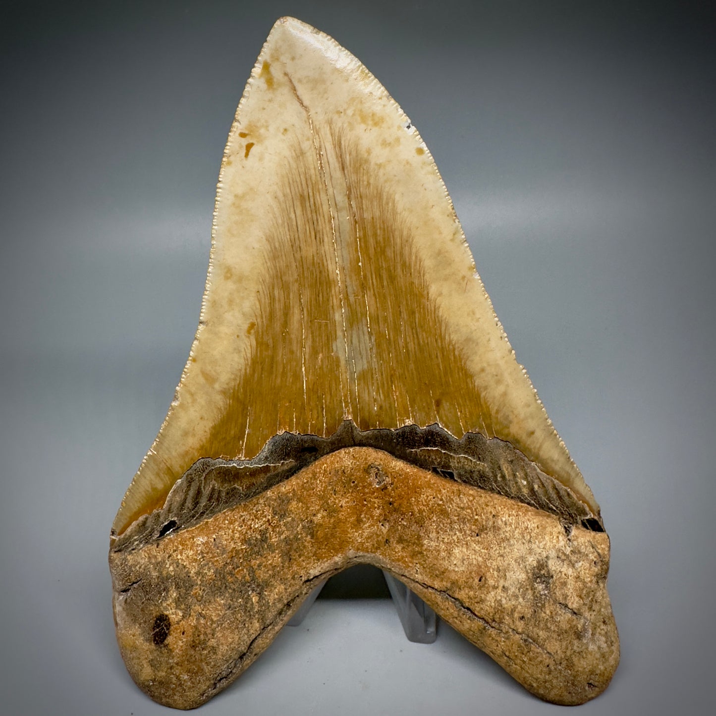 LARGE, serrated 5.84" Fossil Megalodon Tooth - Wilmington North Carolina CM5251 - Back 