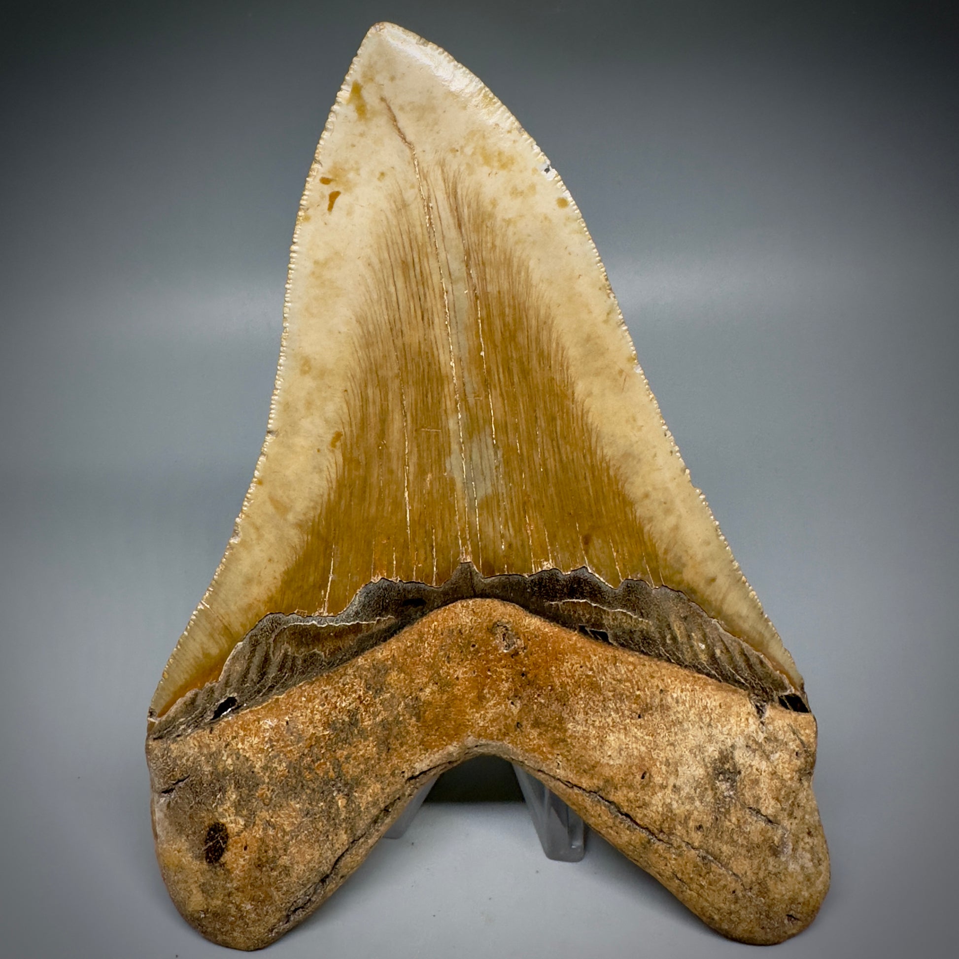 LARGE, serrated 5.84" Fossil Megalodon Tooth - Wilmington North Carolina CM5251 - Back 