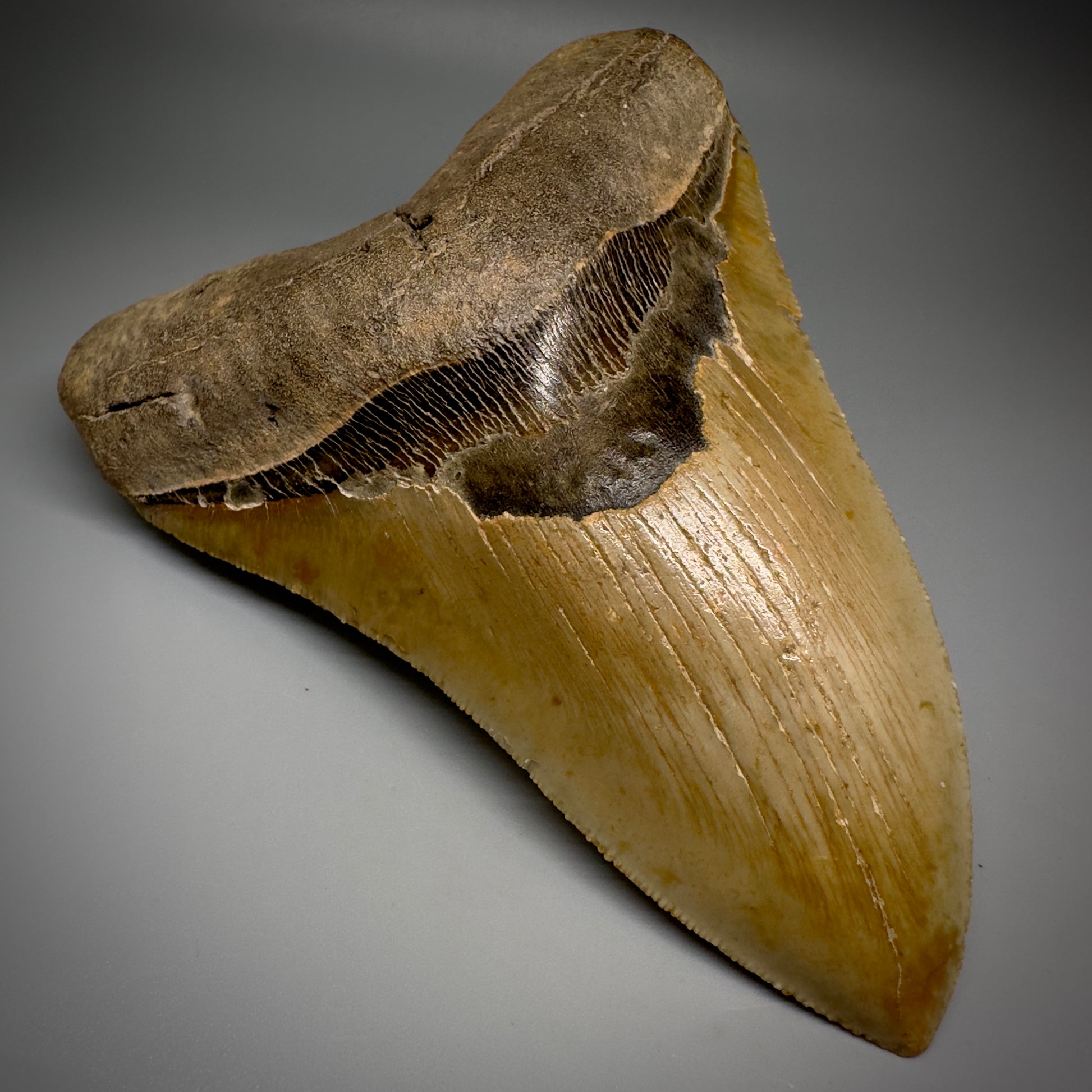 LARGE, serrated 5.84" Fossil Megalodon Tooth - Wilmington North Carolina CM5251 - Front Left