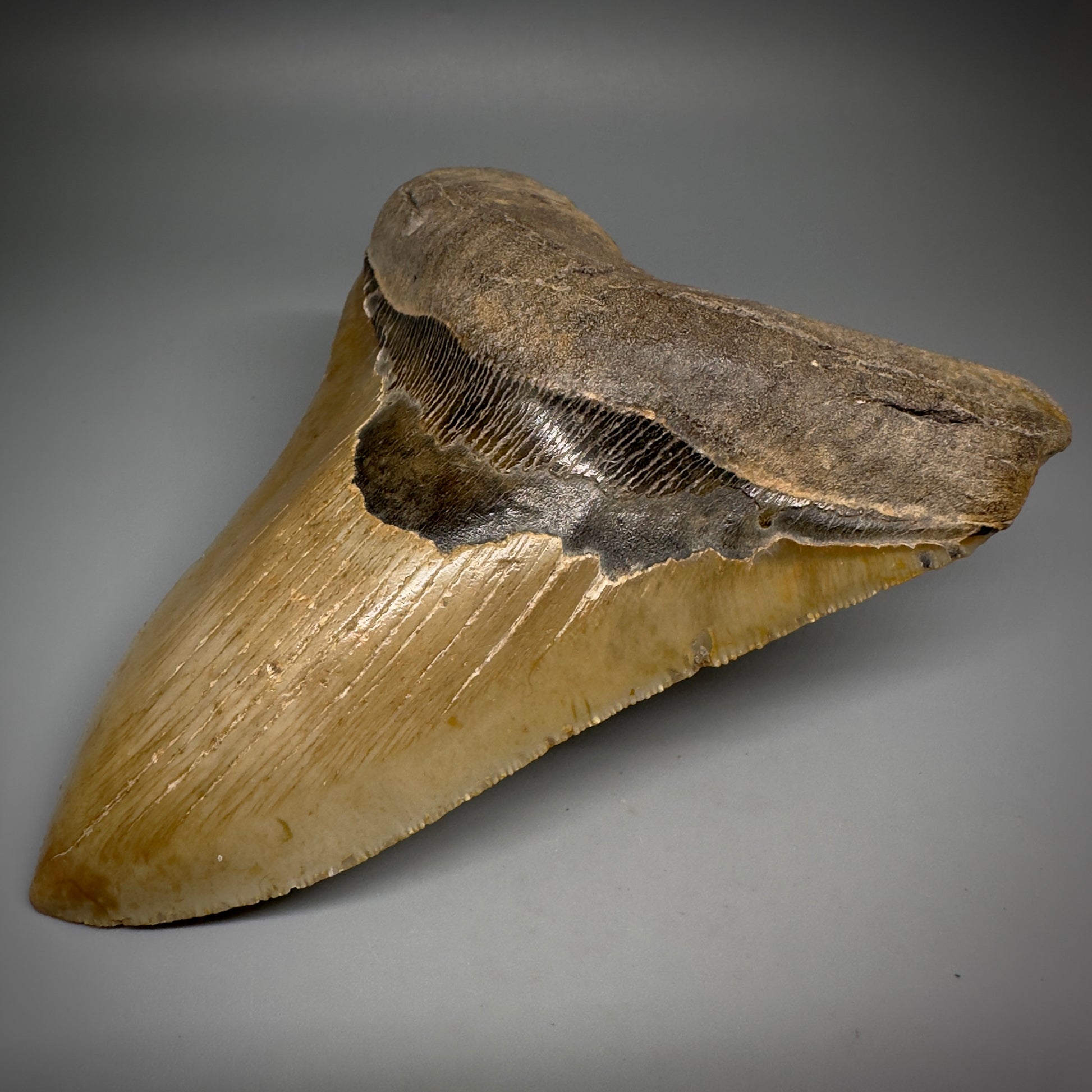 LARGE, serrated 5.84" Fossil Megalodon Tooth - Wilmington North Carolina CM5251 - Front Right