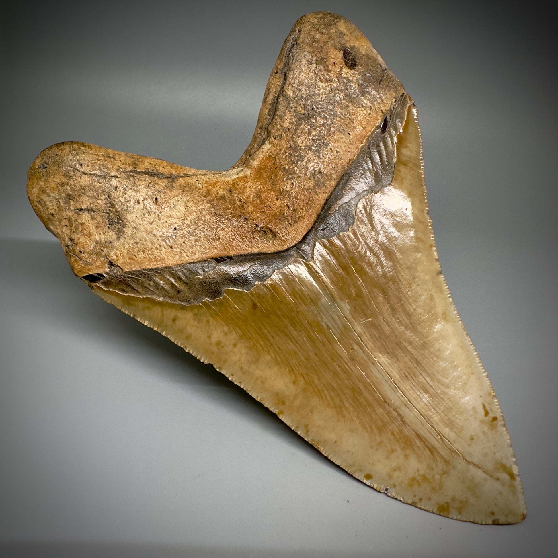 LARGE, serrated 5.84" Fossil Megalodon Tooth - Wilmington North Carolina CM5251 - Back Left