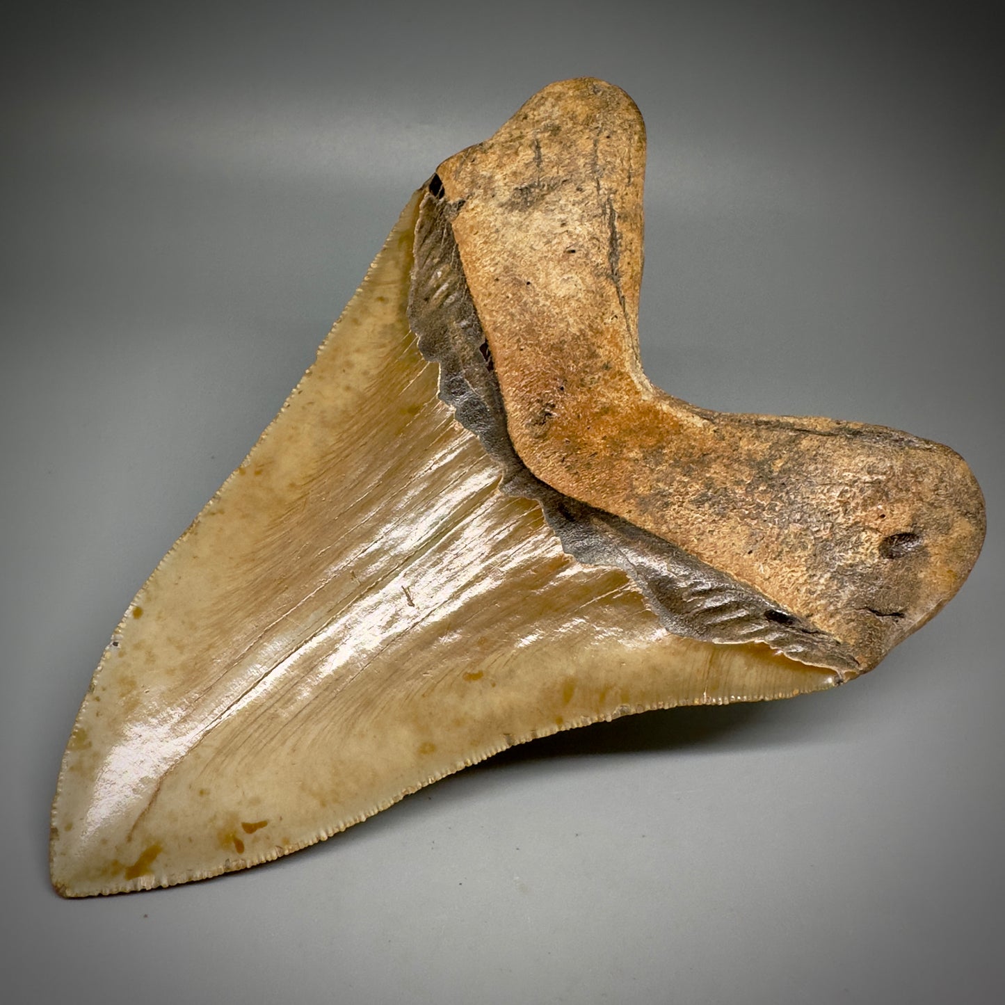 LARGE, serrated 5.84" Fossil Megalodon Tooth - Wilmington North Carolina CM5251 - Back Right