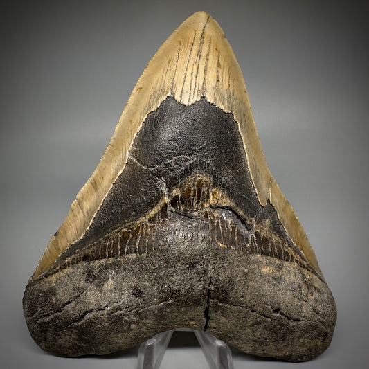 LARGE, colorful 5.85" Fossil Megalodon Tooth - Wilmington North Carolina CM5250 - Front