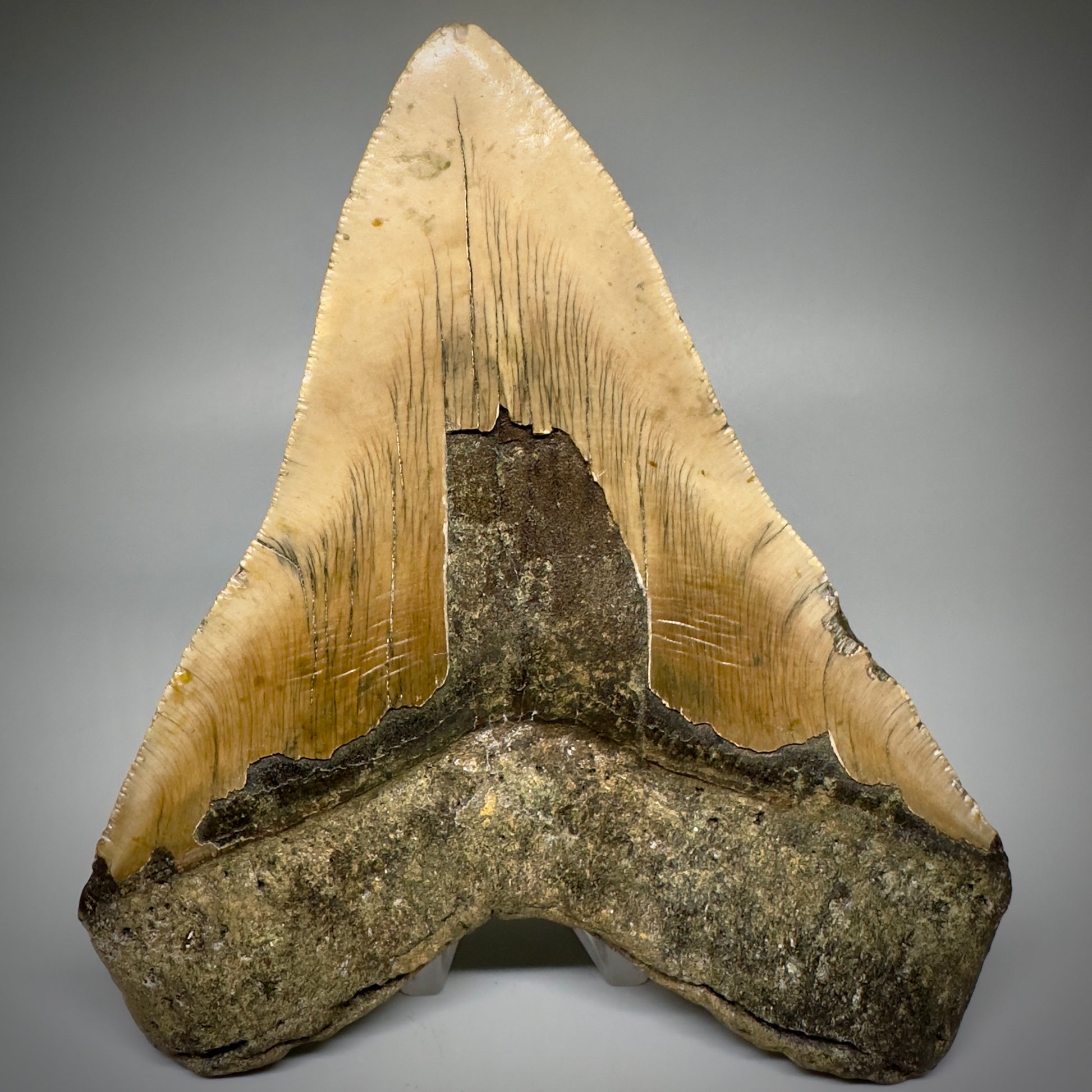 LARGE, colorful 5.85" Fossil Megalodon Tooth - Wilmington North Carolina CM5250 - Back