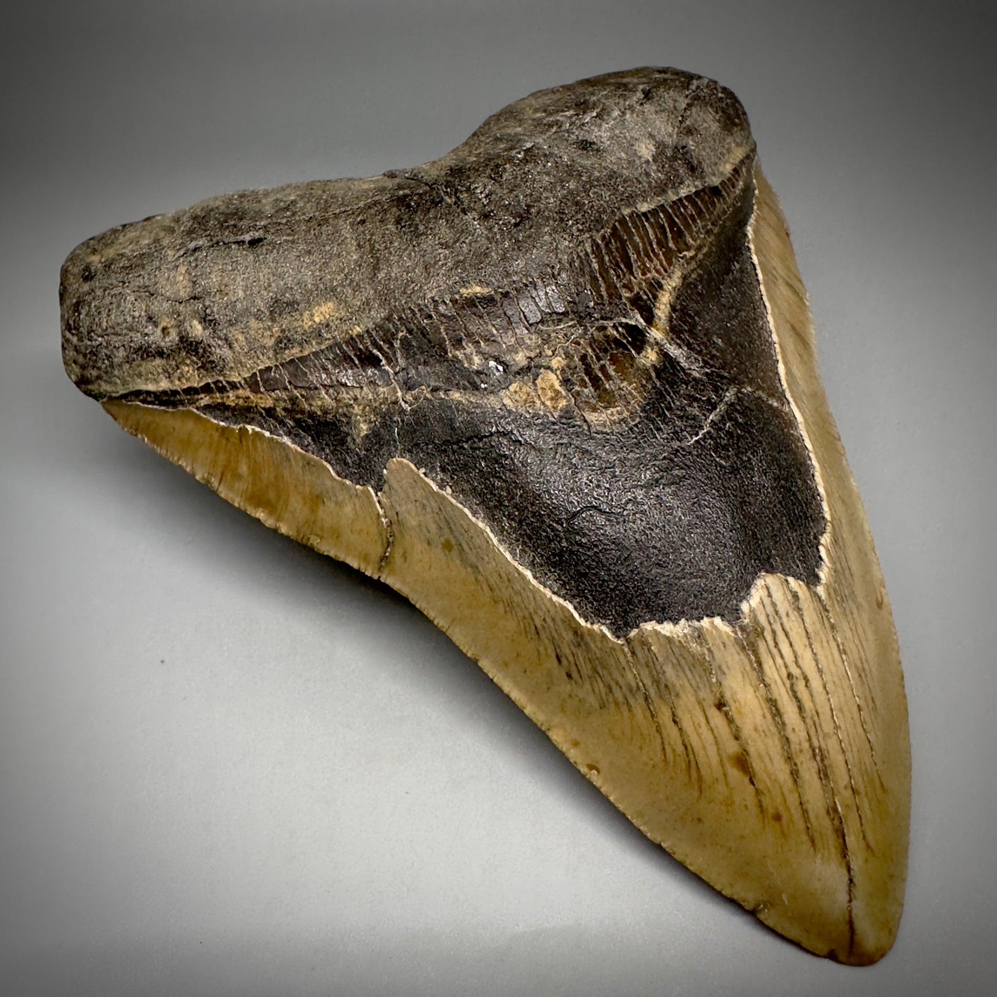 LARGE, colorful 5.85" Fossil Megalodon Tooth - Wilmington North Carolina CM5250 - Front Left