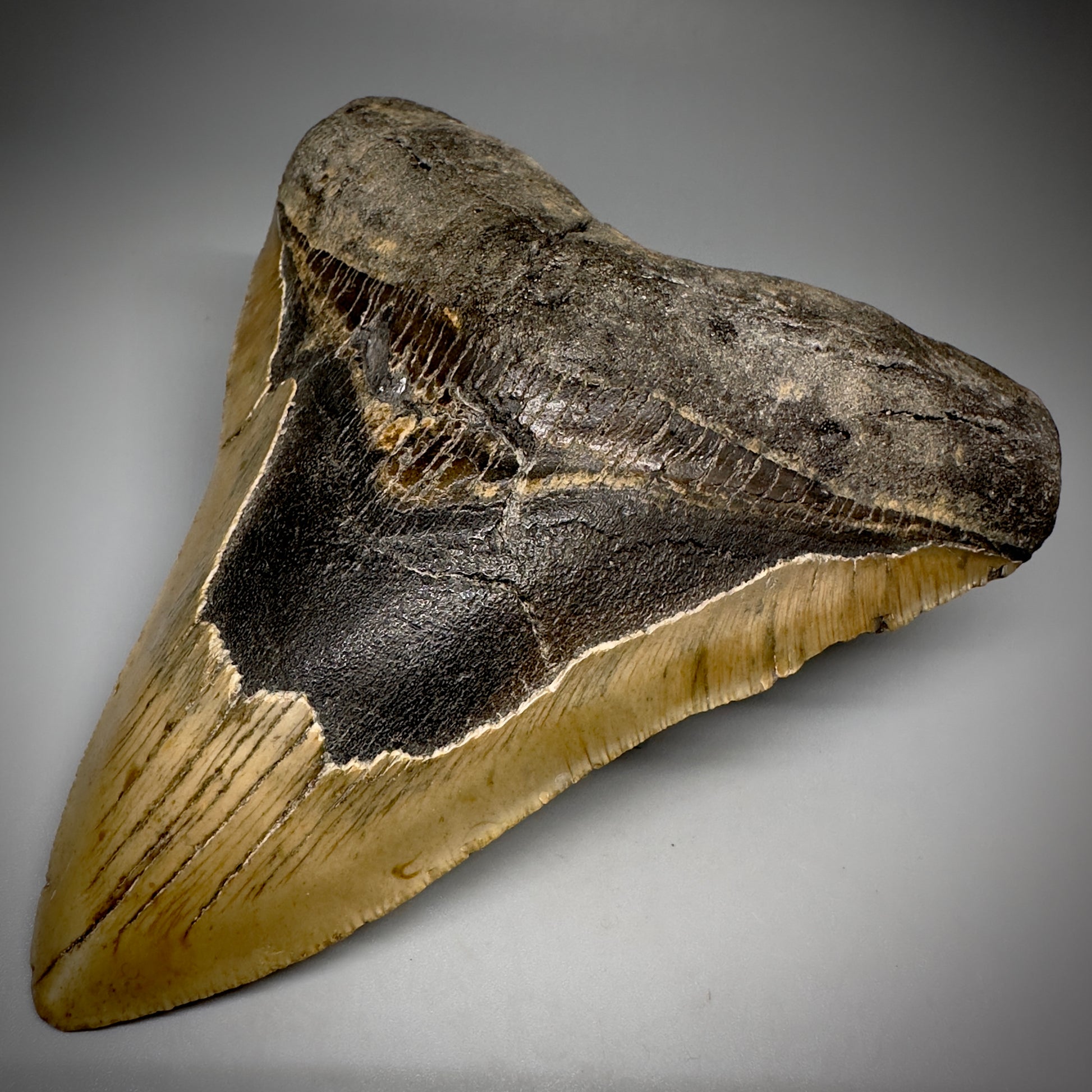 LARGE, colorful 5.85" Fossil Megalodon Tooth - Wilmington North Carolina CM5250 - Front Right
