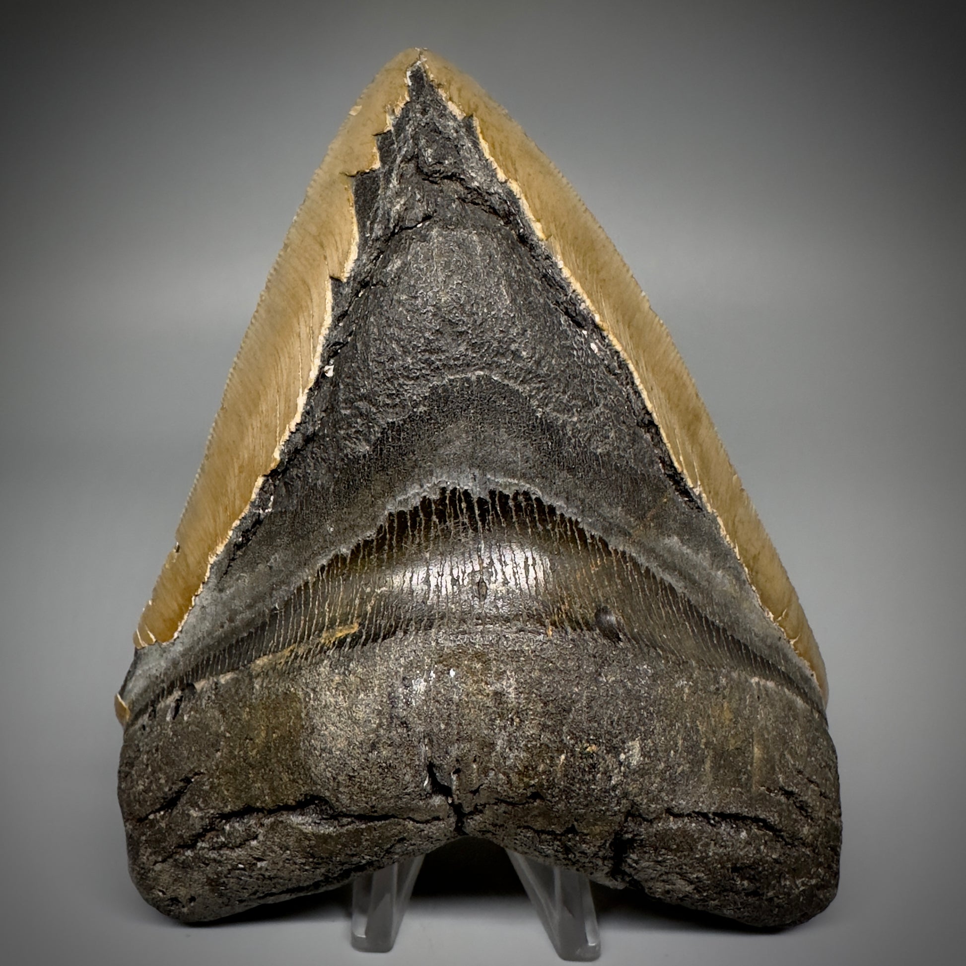 LARGE, serrated 5.61" Fossil Megalodon Tooth - Wilmington North Carolina CM5248 - Front