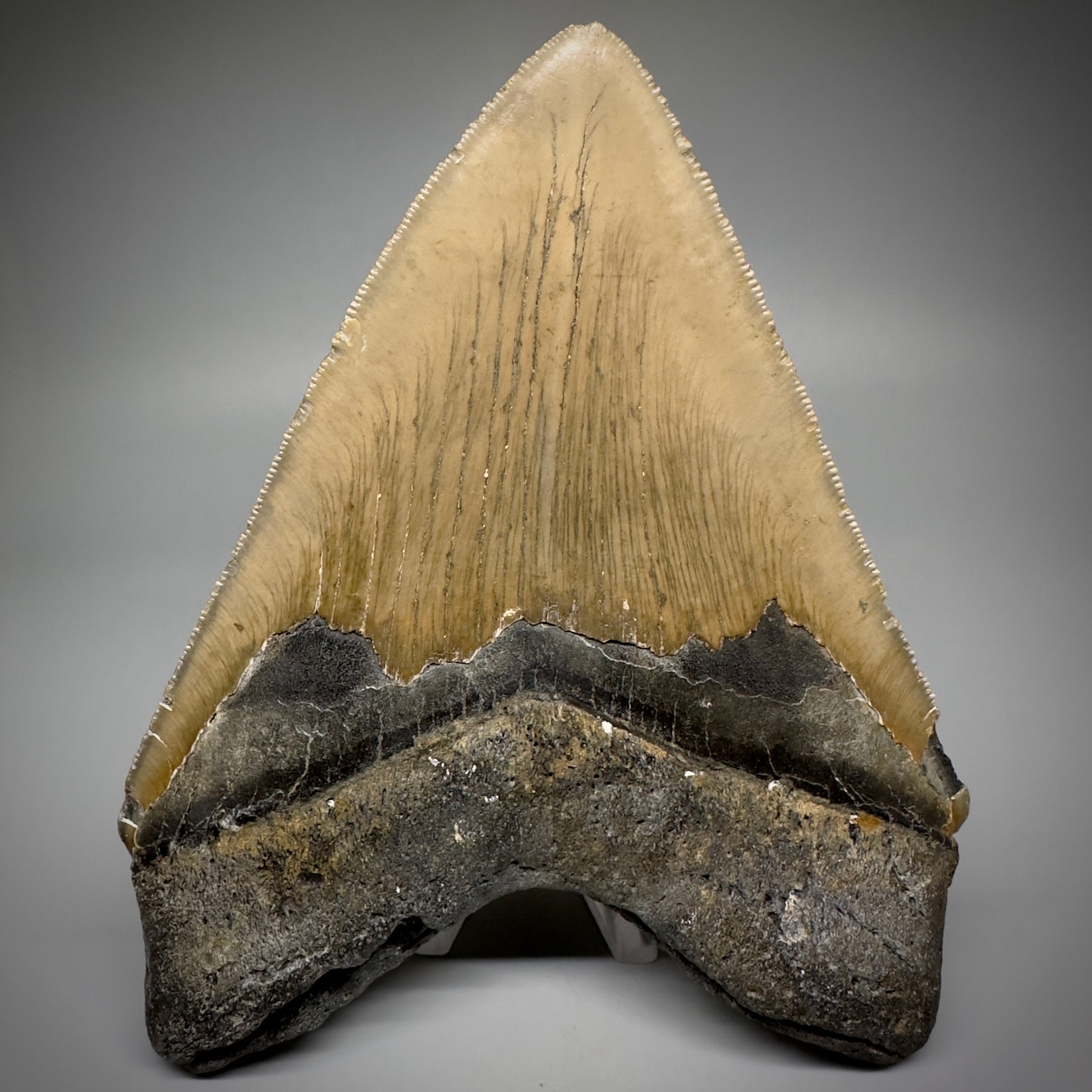 LARGE, serrated 5.61" Fossil Megalodon Tooth - Wilmington North Carolina CM5248 - Back
