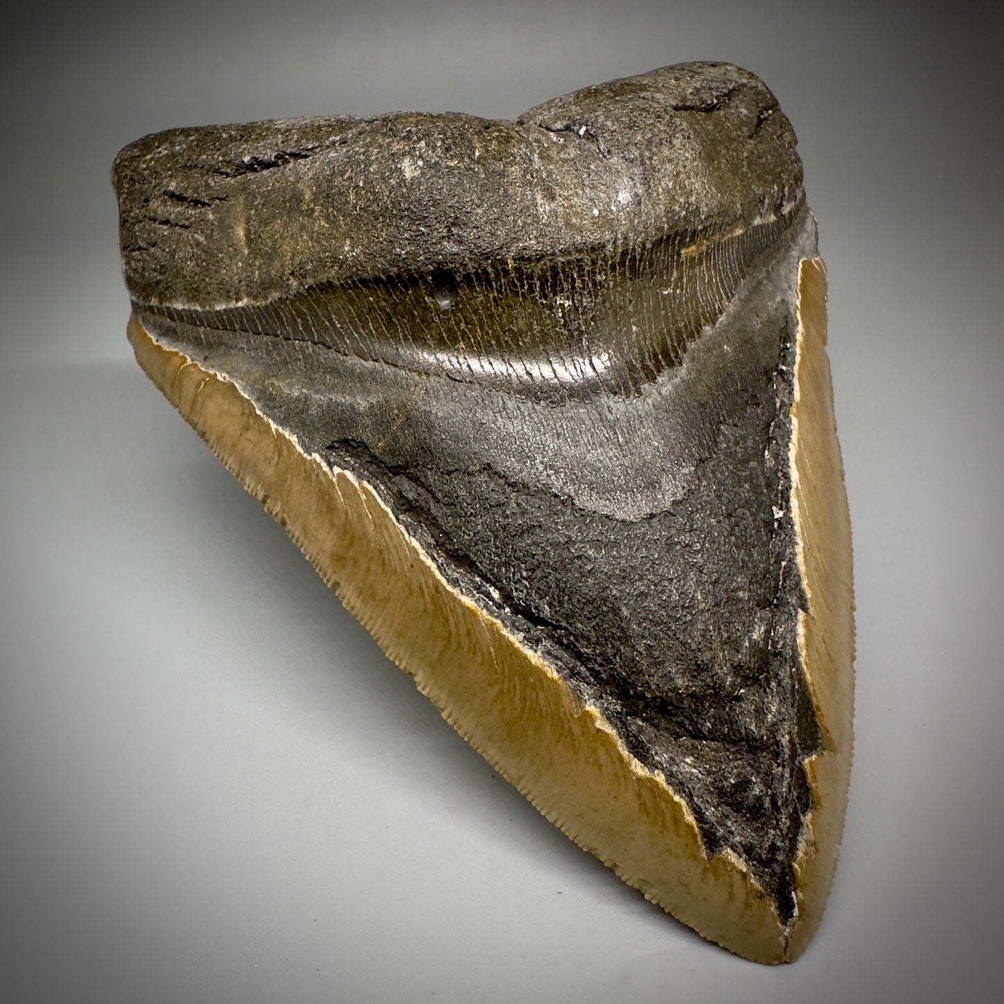 LARGE, serrated 5.61" Fossil Megalodon Tooth - Wilmington North Carolina CM5248 - Front Left