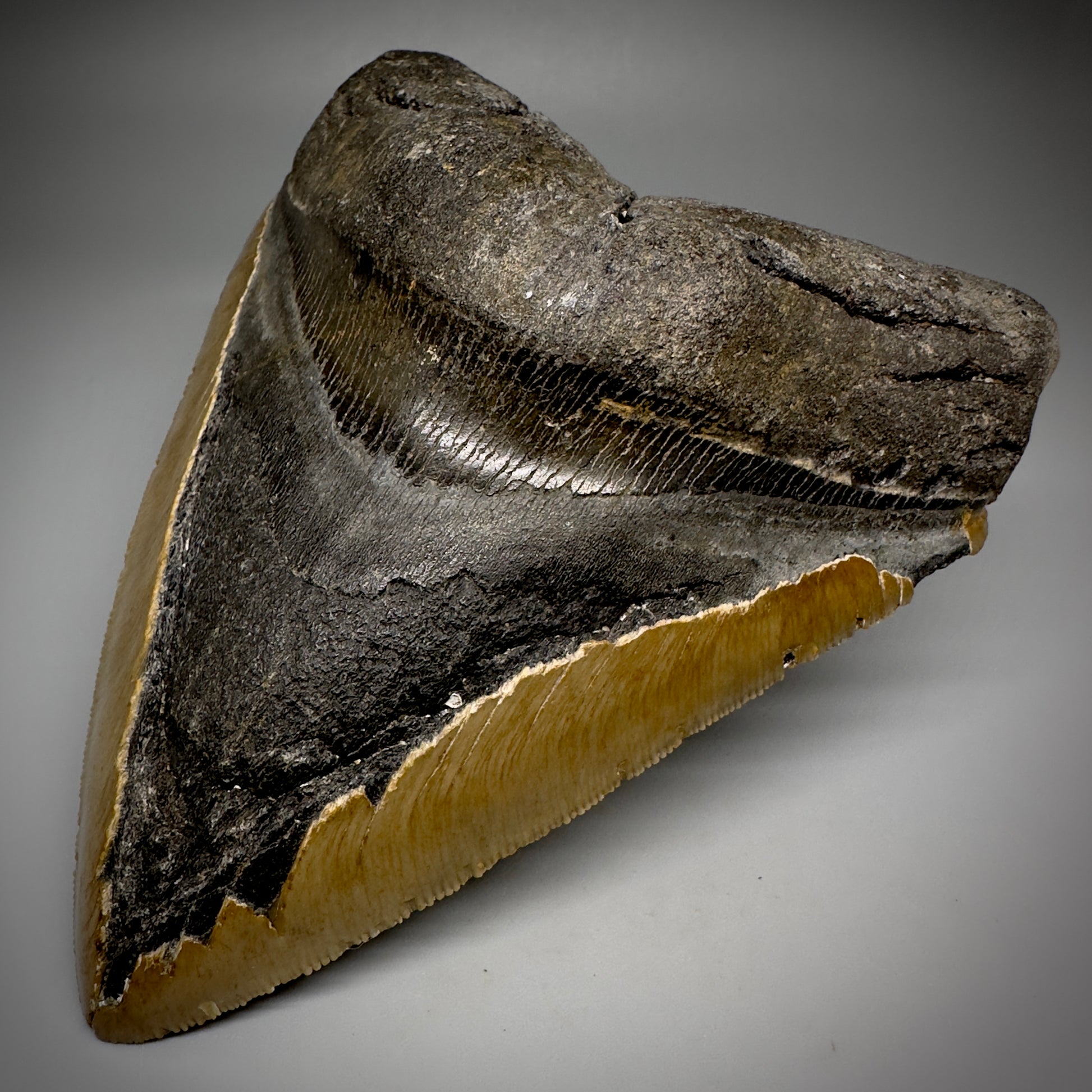 LARGE, serrated 5.61" Fossil Megalodon Tooth - Wilmington North Carolina CM5248 - Front Right