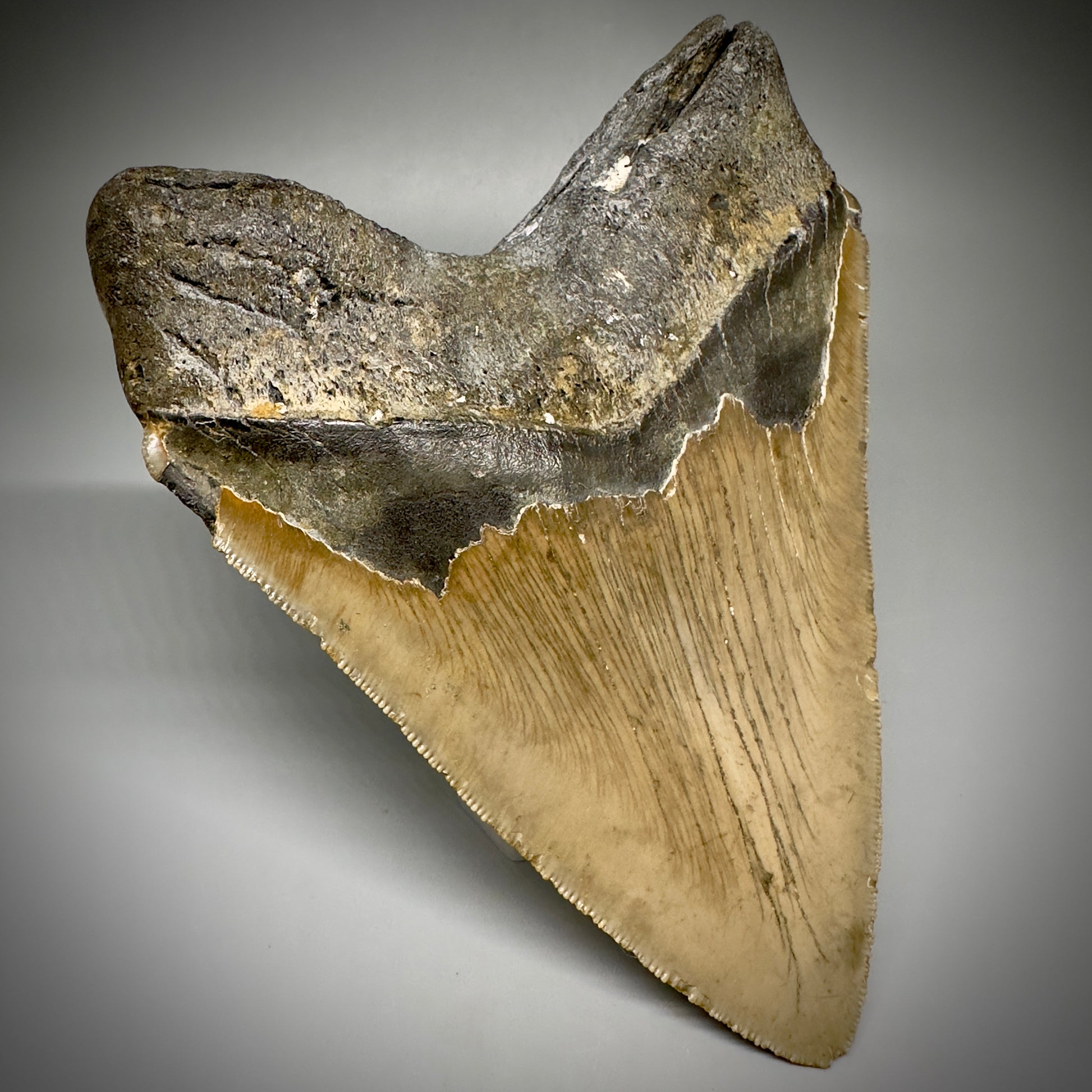 LARGE, serrated 5.61" Fossil Megalodon Tooth - Wilmington North Carolina CM5248 - Back Left