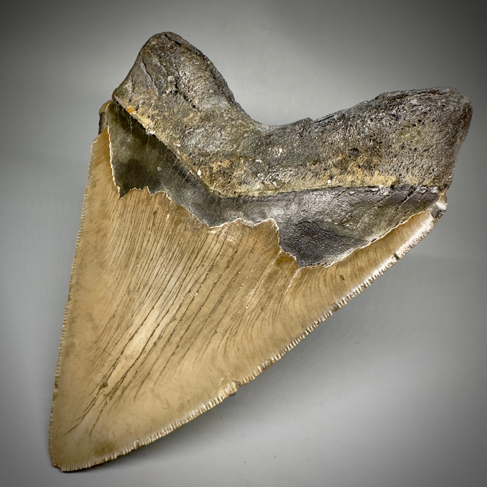 LARGE, serrated 5.61" Fossil Megalodon Tooth - Wilmington North Carolina CM5248 - Back Right