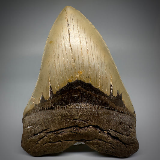 LARGE, serrated 5.33" Fossil Megalodon Tooth - Wilmington North Carolina CM5249 - Front