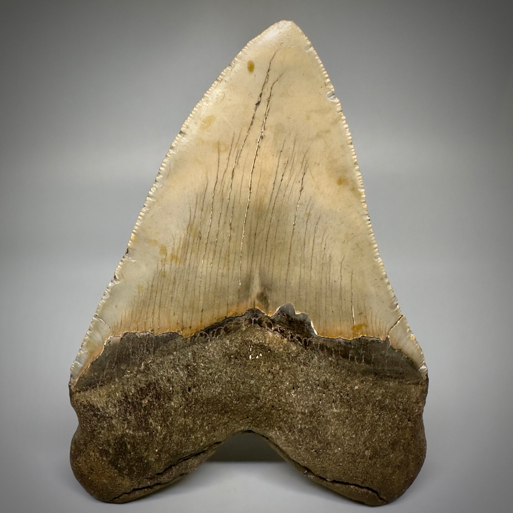 LARGE, serrated 5.33" Fossil Megalodon Tooth - Wilmington North Carolina CM5249 - Back 