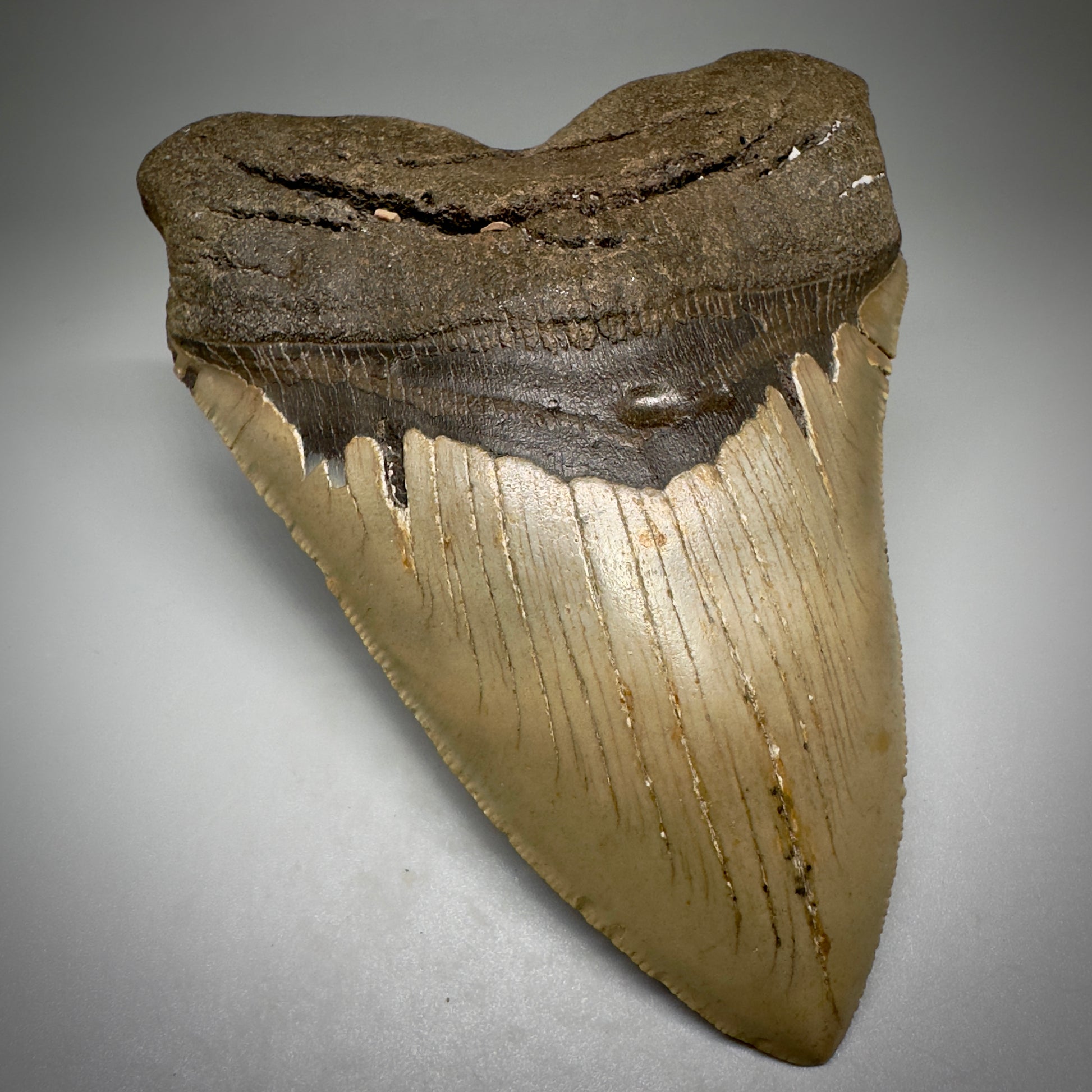LARGE, serrated 5.33" Fossil Megalodon Tooth - Wilmington North Carolina CM5249 - Front Left