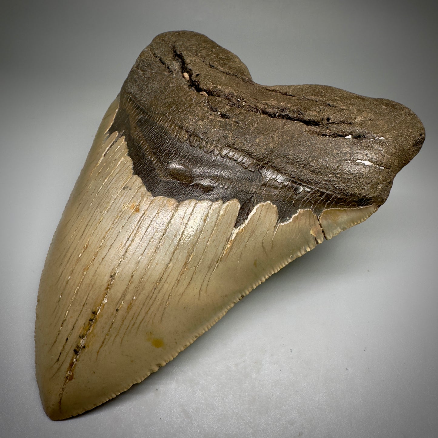 LARGE, serrated 5.33" Fossil Megalodon Tooth - Wilmington North Carolina CM5249 - Front Right