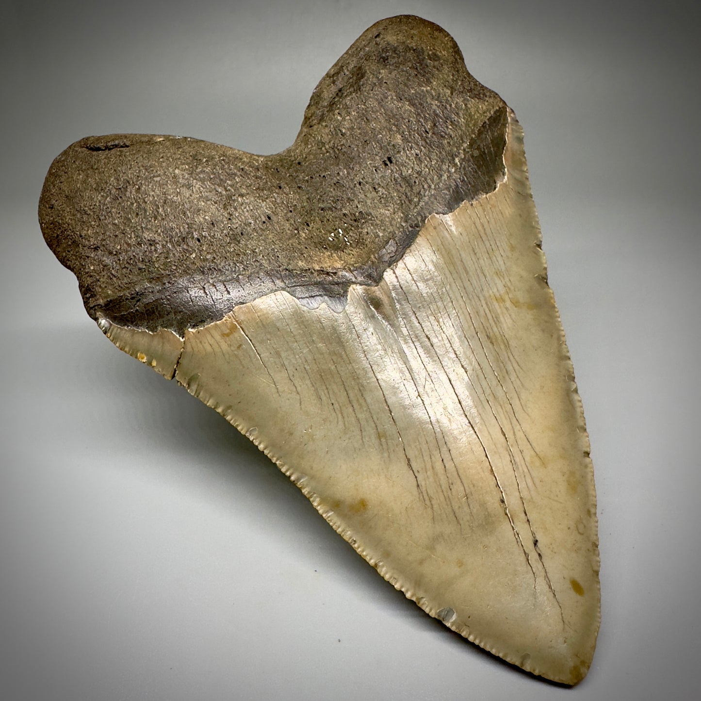 LARGE, serrated 5.33" Fossil Megalodon Tooth - Wilmington North Carolina CM5249 - Back Left
