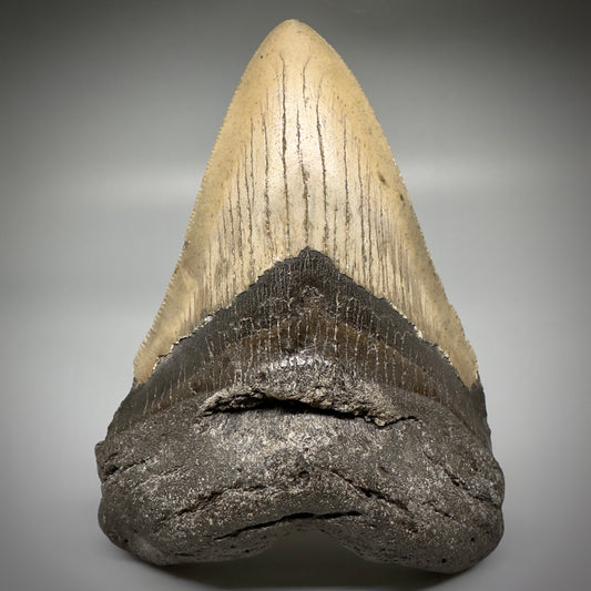 Great Shape Large 5.12" Fossil Megalodon Tooth - Wilmington North Carolina CM5246 - Front