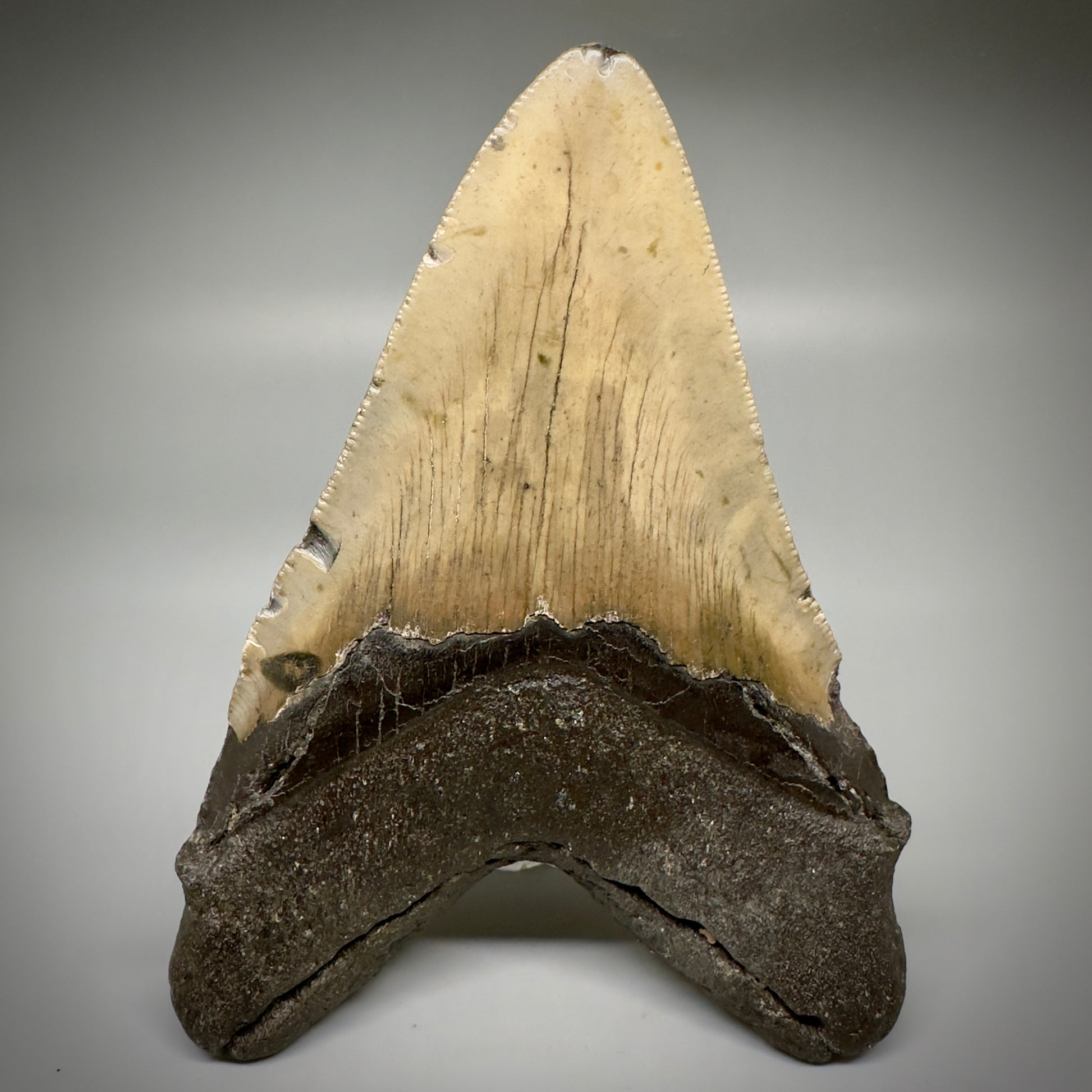 Great Shape Large 5.12" Fossil Megalodon Tooth - Wilmington North Carolina CM5246 - Back