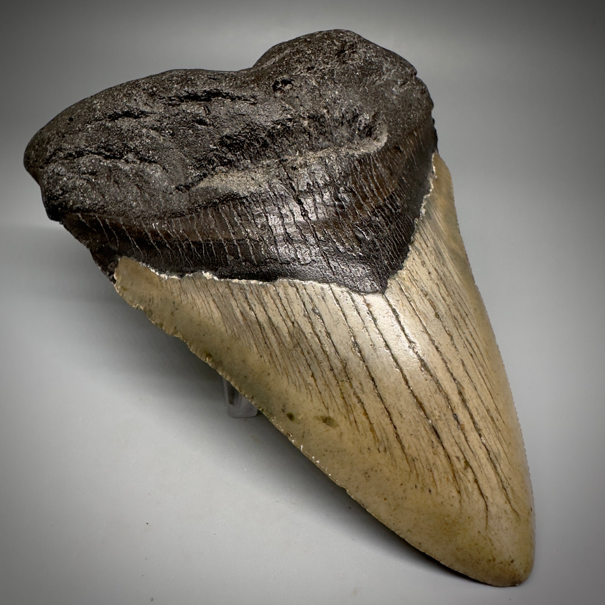 Great Shape Large 5.12" Fossil Megalodon Tooth - Wilmington North Carolina CM5246 - Front Left